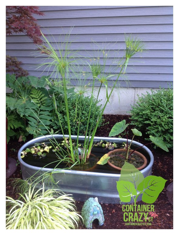 My Pots ContainerCrazyCT_0009