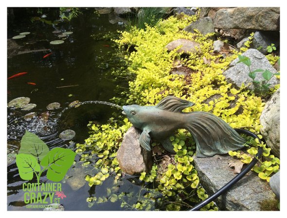 Sneak Peak of Pondering Ponds