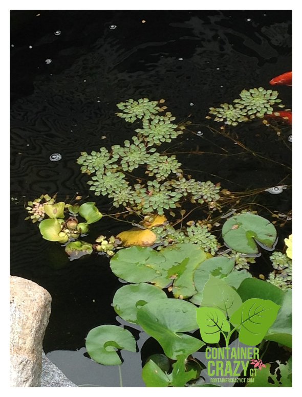 Mosiac Plants - Photo by C. Testa