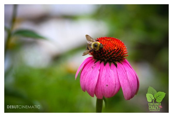 Pondering Ponds Photos by Debut Cinematic_0002