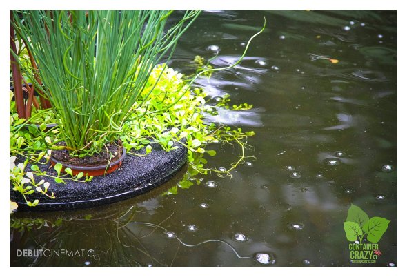 Pondering Ponds Photos by Debut Cinematic_0006