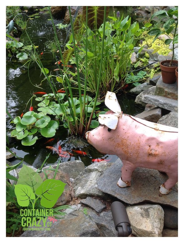 Pig by Pond; Photo by C. Testa