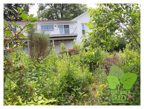 Hillside ContainerCrazyCT_0001