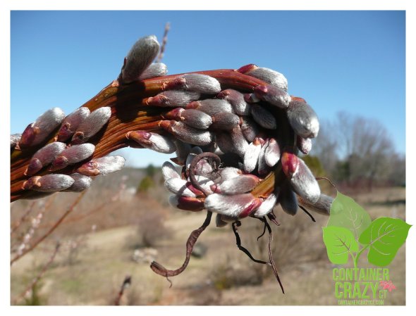 Walk and Talk Gardens_0000