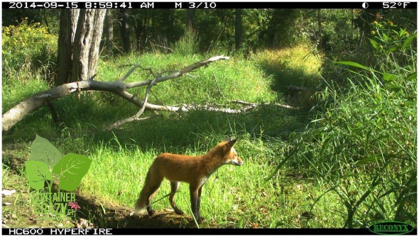 Fox, Broad Brook, CT