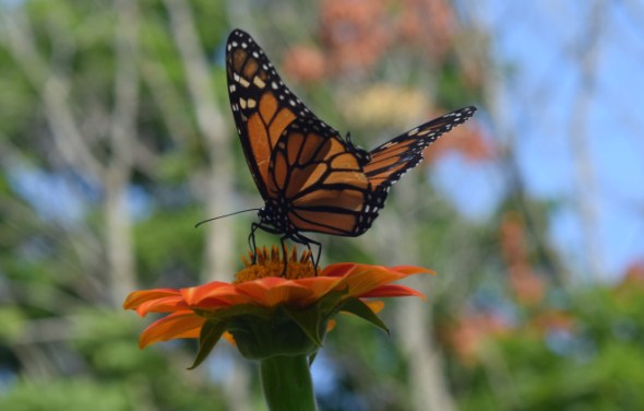 Monarch Butterfly on Mexican Sunflower.