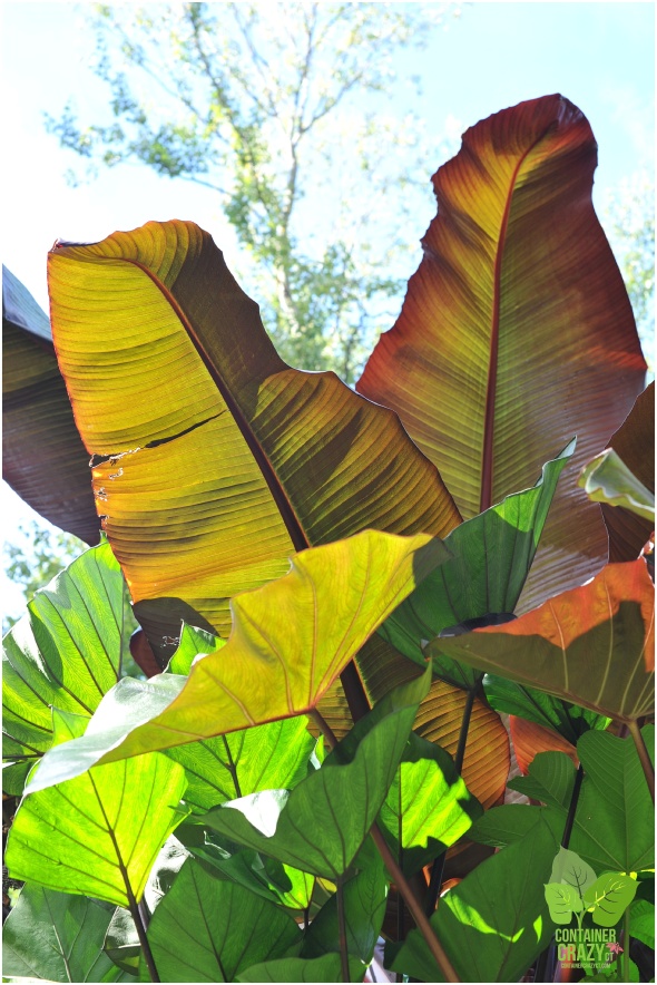 Red Banana Leaves with Various Elephant Ears