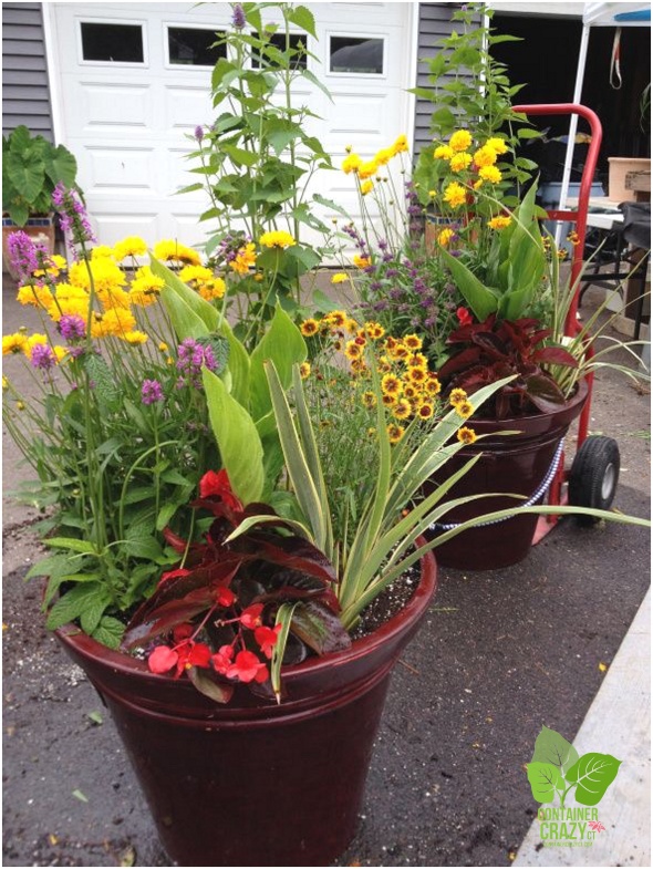 Container Garden with Mix of Perennials and Annuals