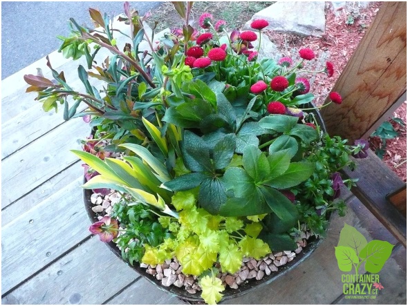 Container Garden with Perennials: Heuchera, Hellebore, Bellis, Euphorbia.