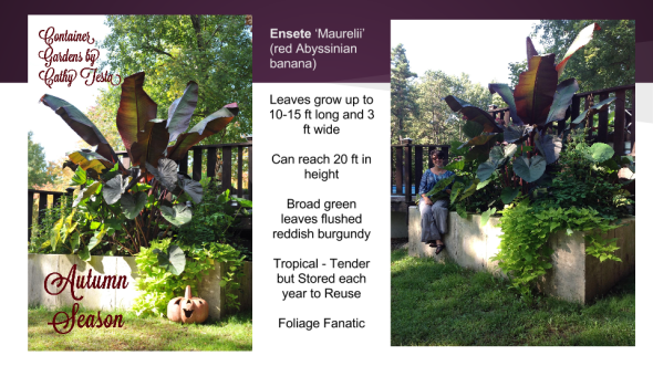 Edibles Container Gardening 2015 (1)