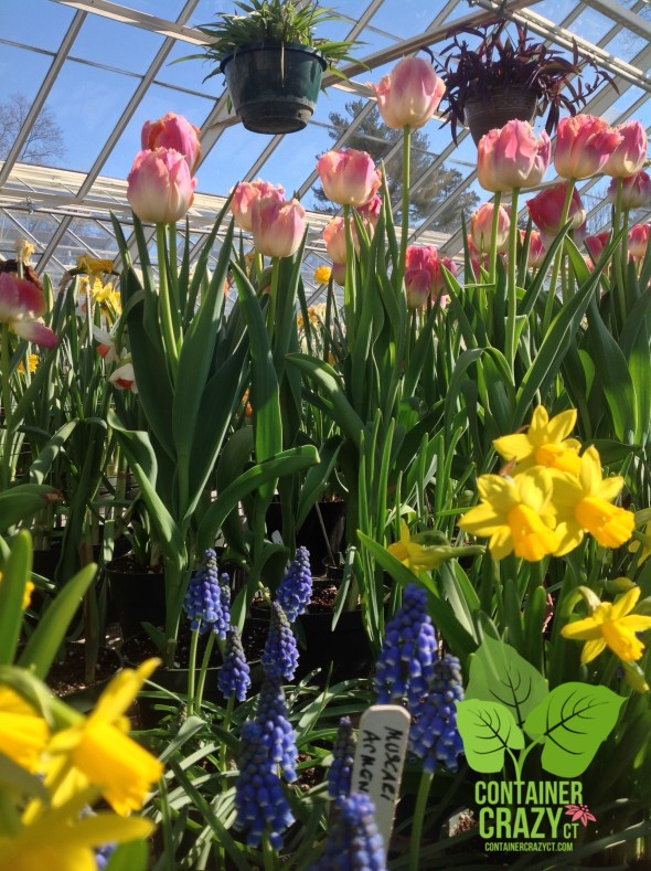 Burst of Spring Colors