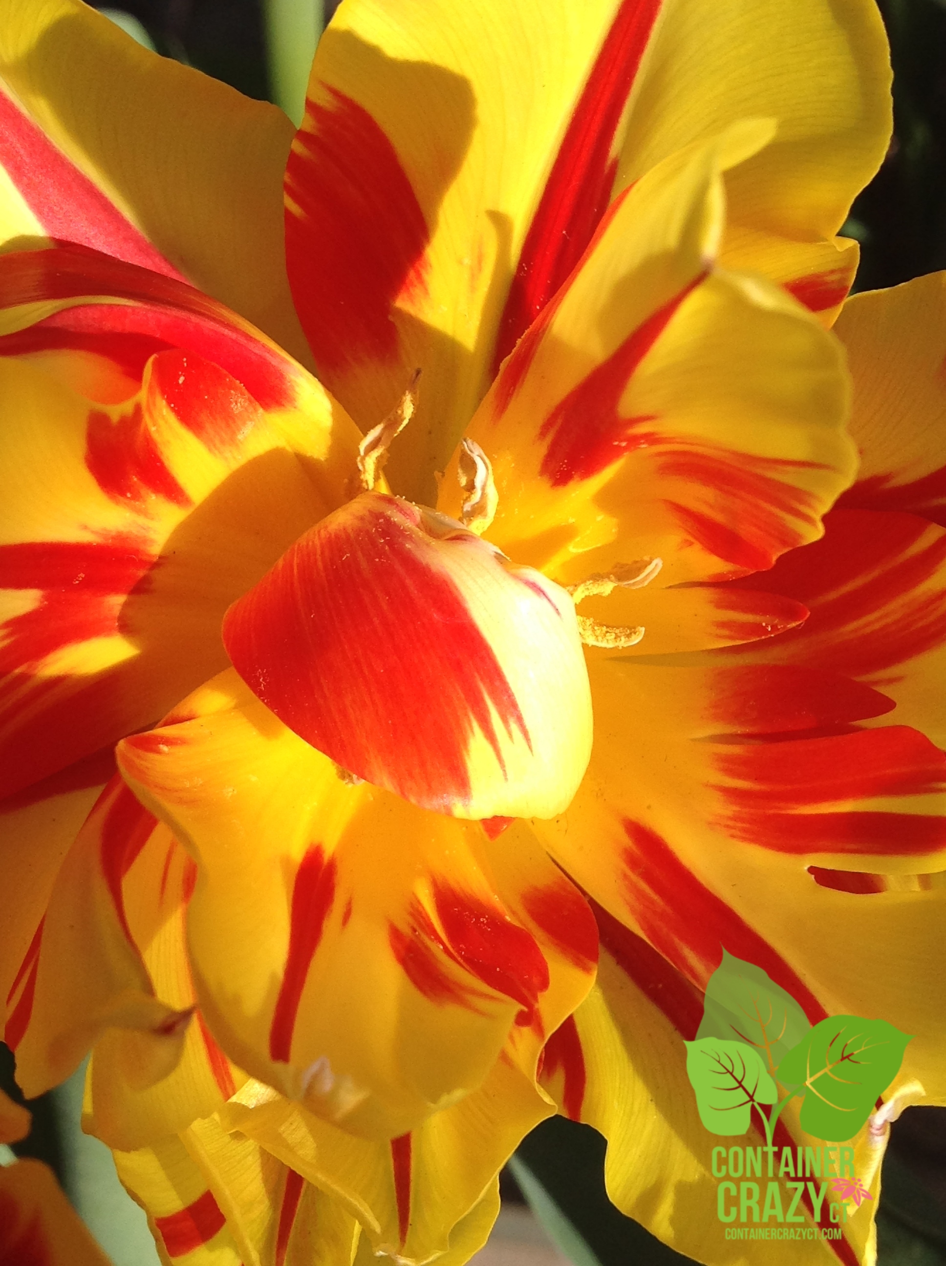 Splashes of Red and Orange