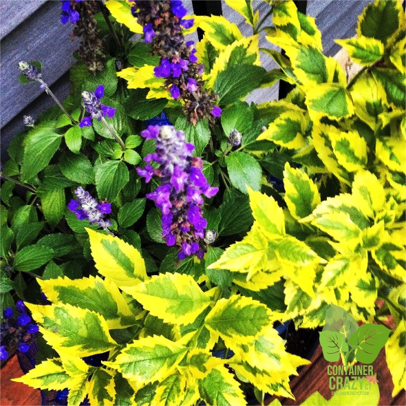 Duranta Gold Edge  -- Photo by Cathy T