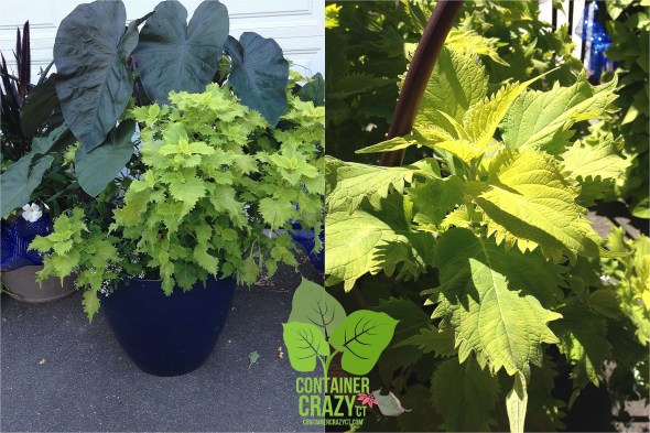 Containers with Wasabi Coleus by Cathy T