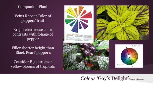 Veins of Coleus 'Gay's Delight' pick up the purple tones of 'Black Pearl' pepper.