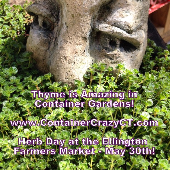 Thyme grows really well in a container