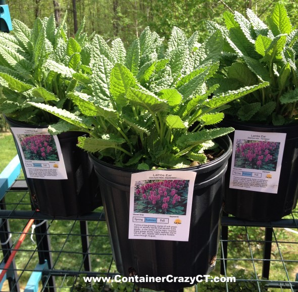 Stachys monieri 'Hummelo' - Easy to transition to the garden
