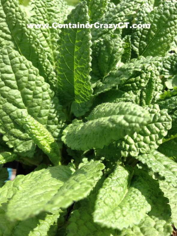 Stachy monieri 'Hummelo' has textural foliage and is a tough perennial