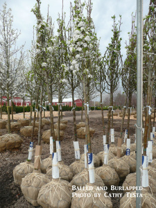 Balled and Burlapped B&amp;B) tree example