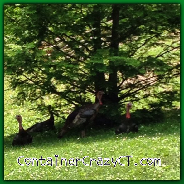 Under a Tree Resting