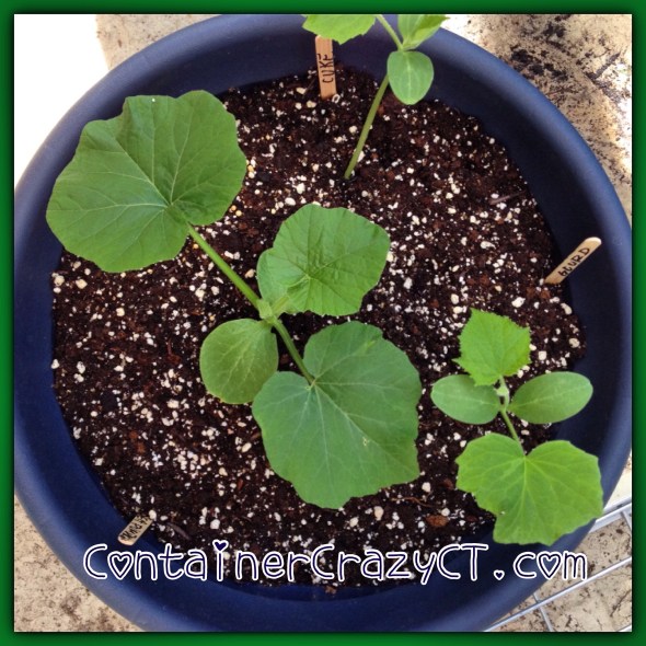 Pumpkins and Gourds in Pots