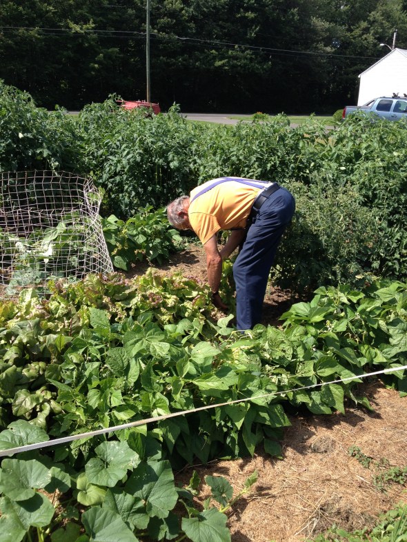 Bert, my Dad, in the garden getting some fresh goodies for me.