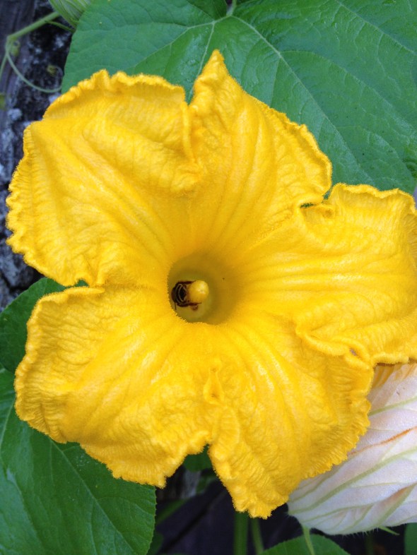 Flowers of pumpkins - bright yellow