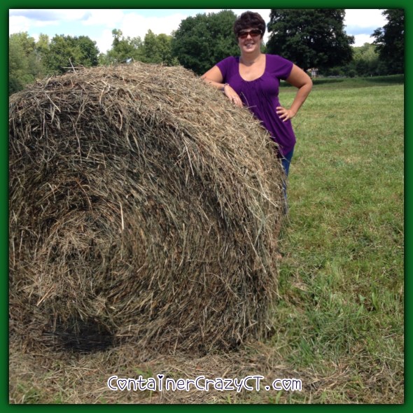 Me in Dad's hay field