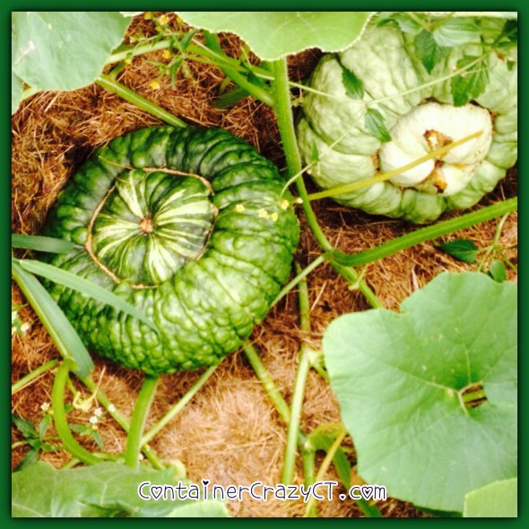 Sea pumpkins in my father's garden, August 2015