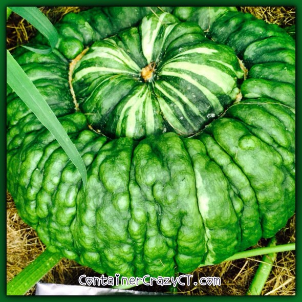 The especially pretty one in the garden