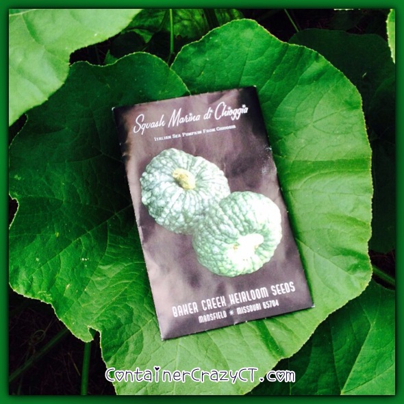 I placed the packet on the leaf