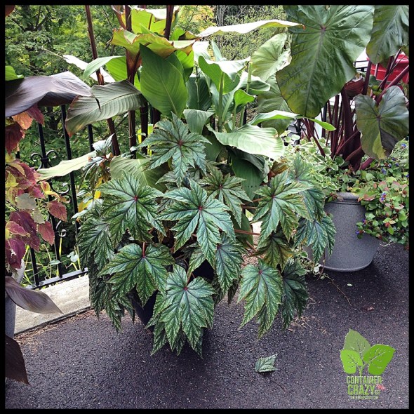 Begonia 'Gryphon' Zones 9-11 - A Winner!