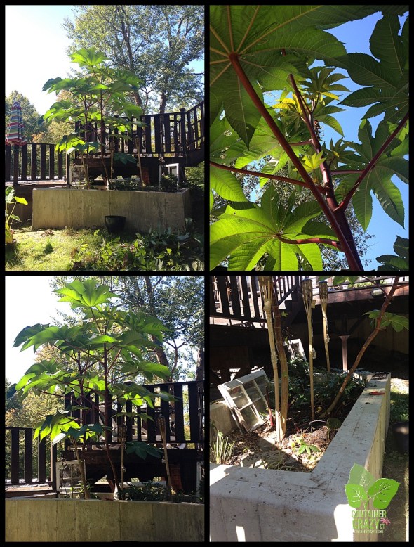 ContainerGardenTakeDown_0013