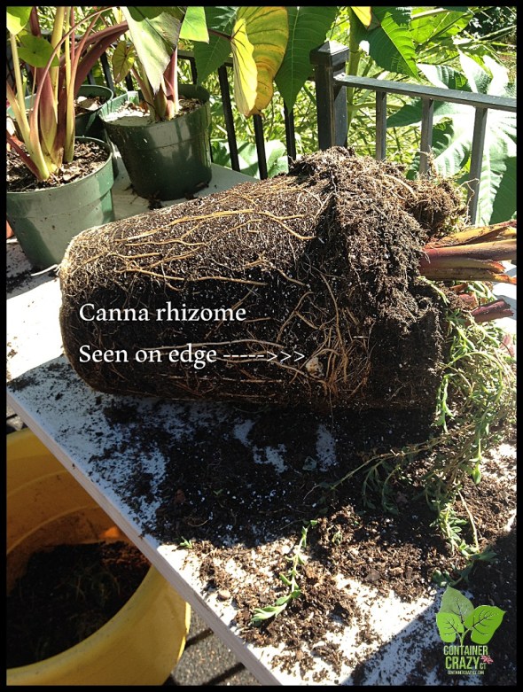 ContainerGardenTakeDown_0018