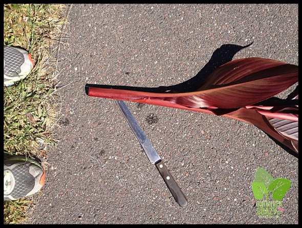 ContainerGardenTakeDown_0022