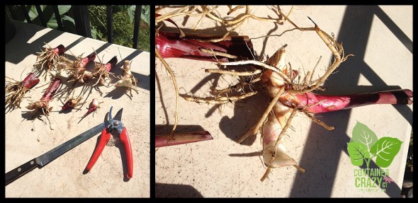 ContainerGardenTakeDown_0023