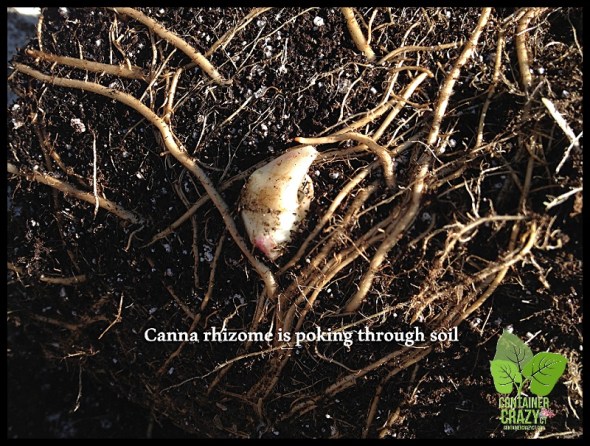 ContainerGardenTakeDown_0025