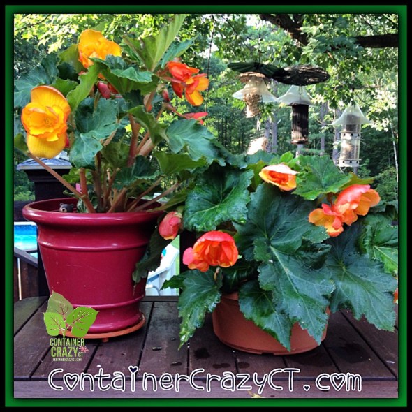 Begonia from Tubers (see yesterday's post!)