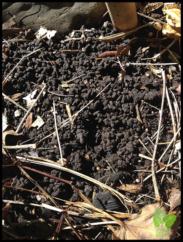 Worm Castings in Soil