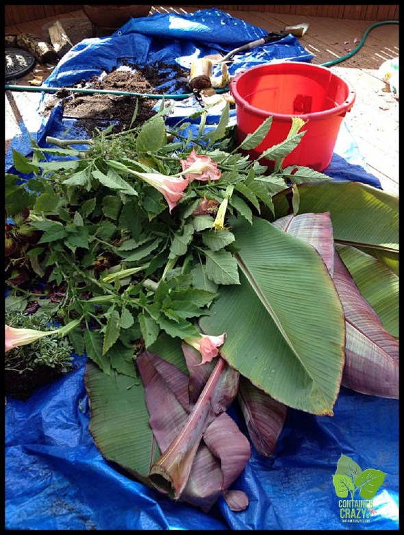 ContainerGardenTakeDown_0038