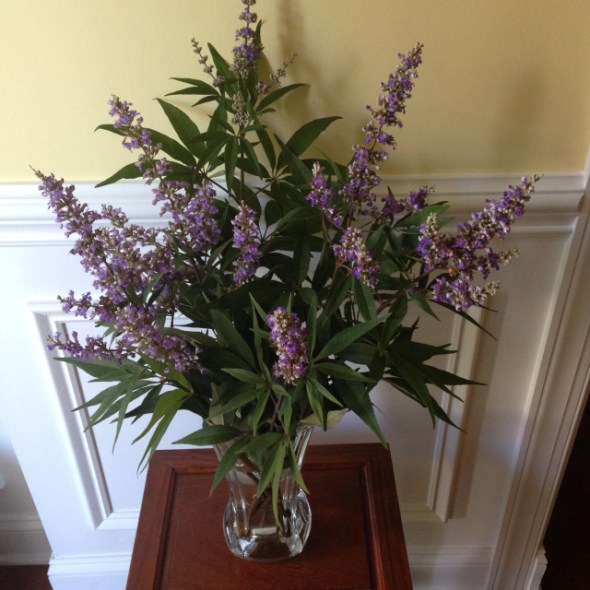 Chaste Tree Cuttings by A Walk in the Garden blog