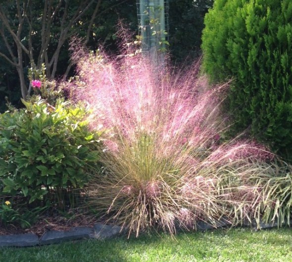 A Walk in the Garden muhly grass light