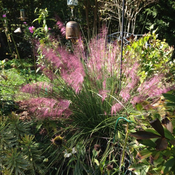 A Walk in the Garden blog shares beautiful photos of the grass growing in their gardens.