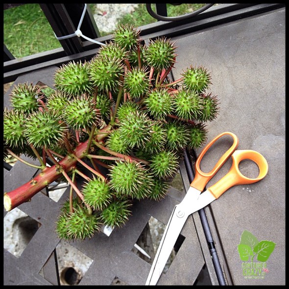 ContainerGardenTakeDown_0007