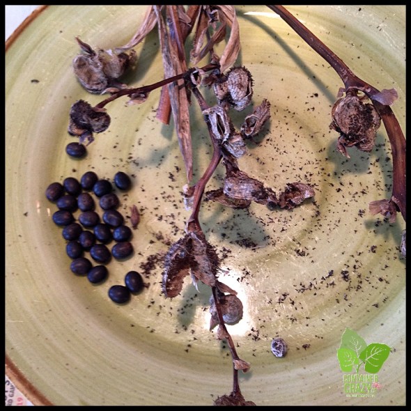 Seed Collecting_0001