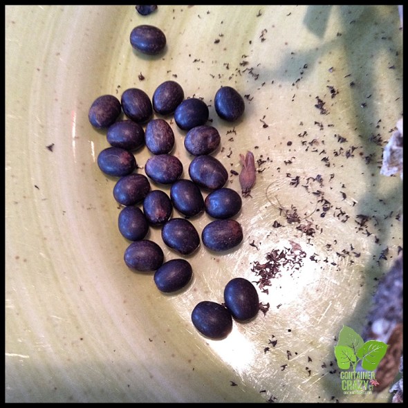 Seed Collecting_0002