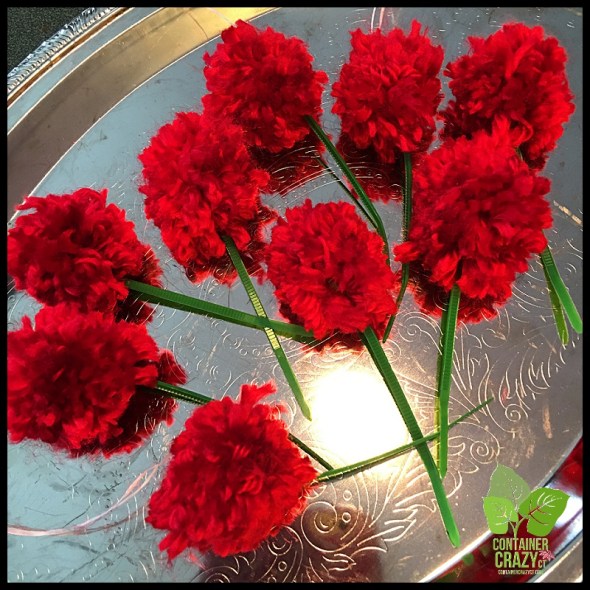 Bookstore Clear Coned Plant_0002