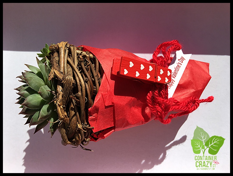 Bookstore Clear Coned Plant_0009