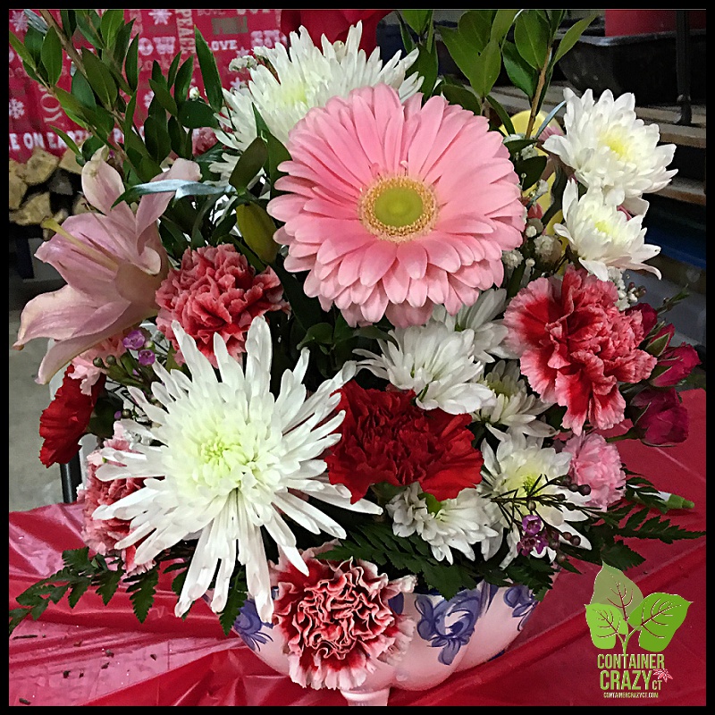 Bookstore Clear Coned Plant_0012