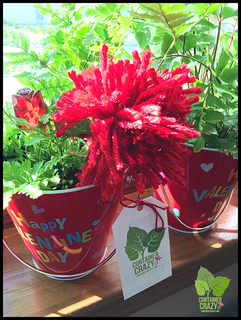 Bookstore Clear Coned Plant_0029